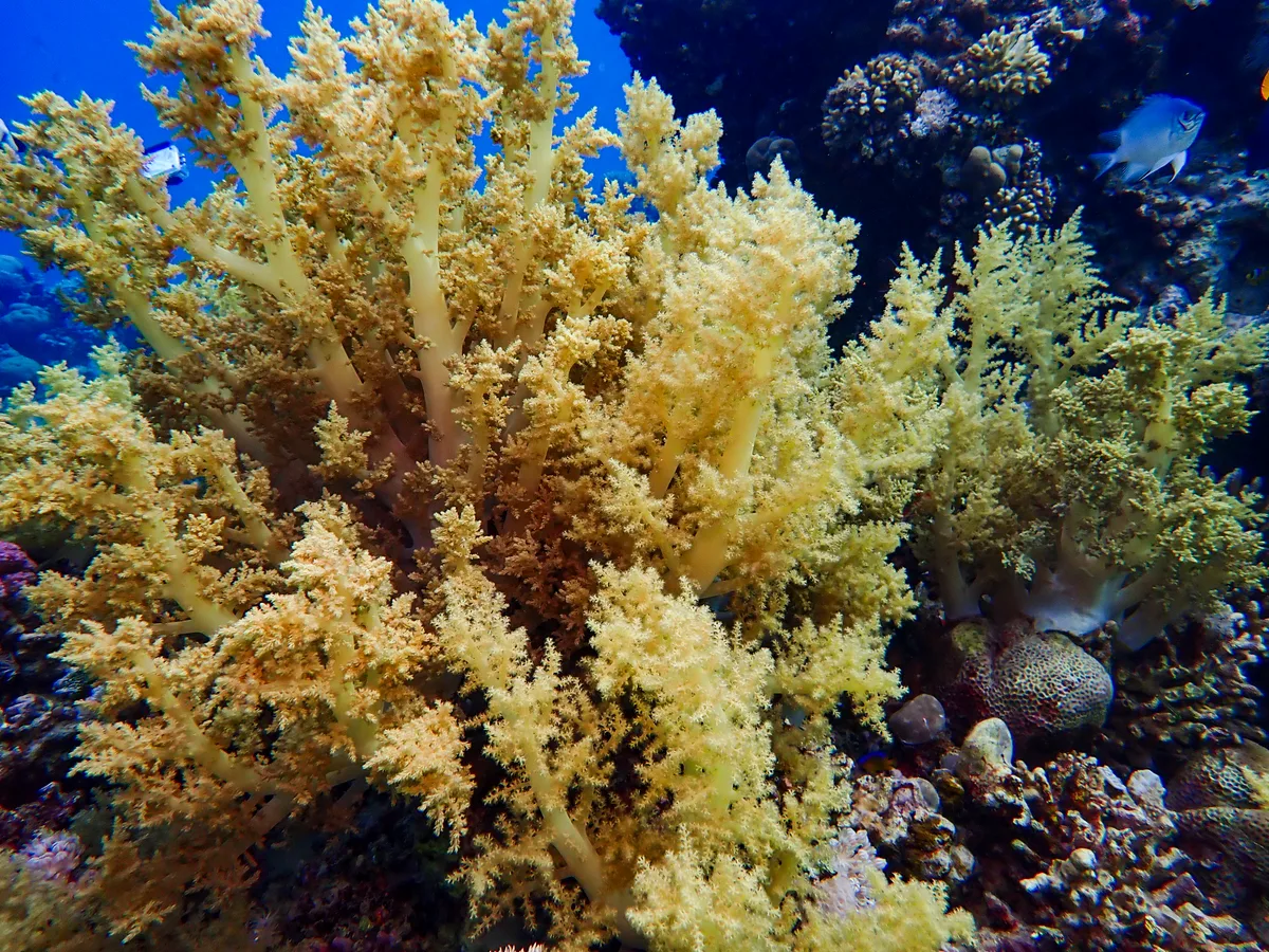 Broccoli Coral