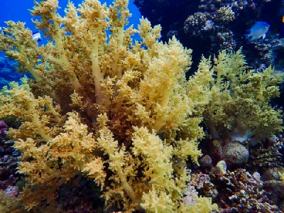 Broccoli Coral