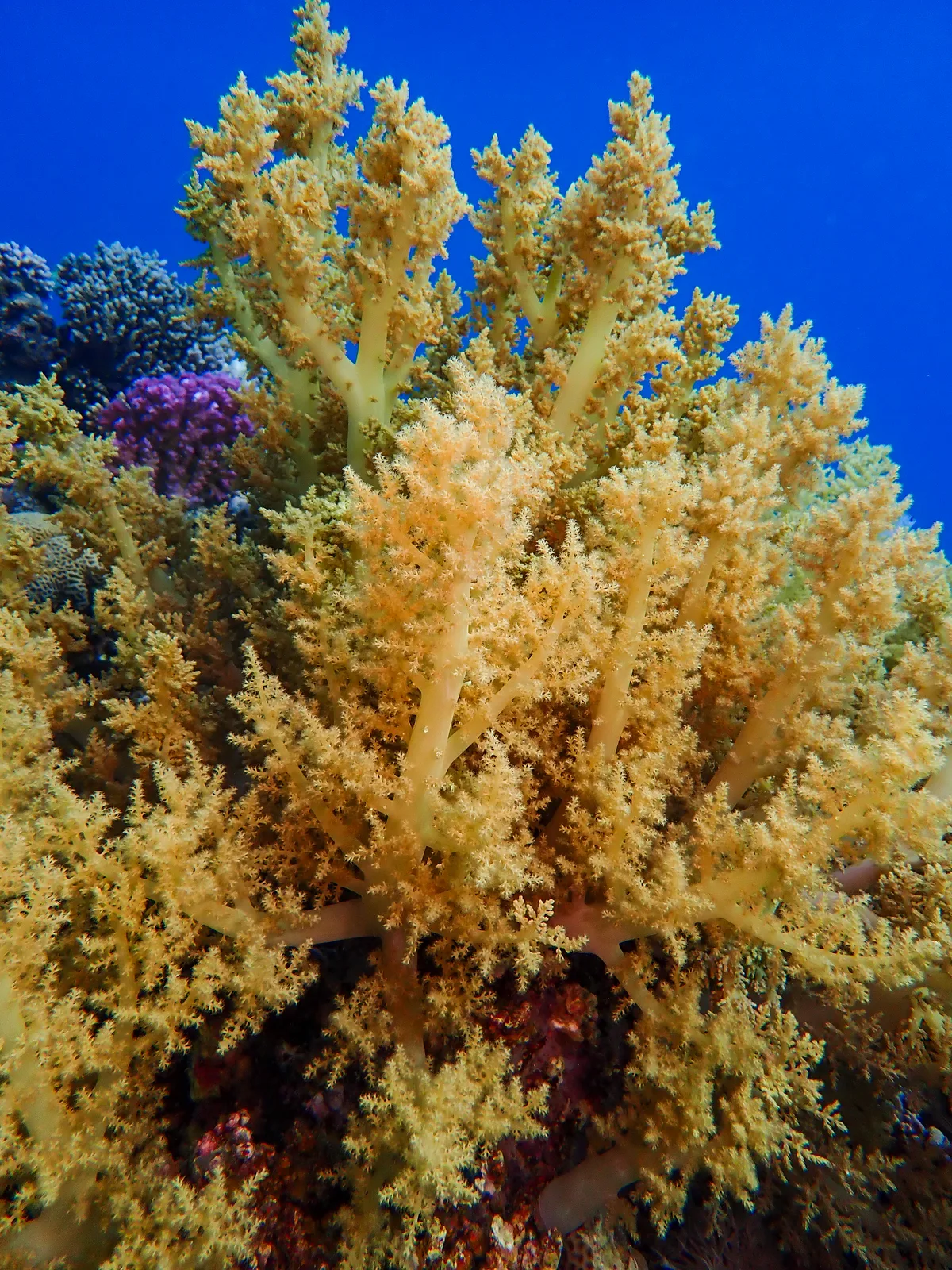 Broccoli Coral