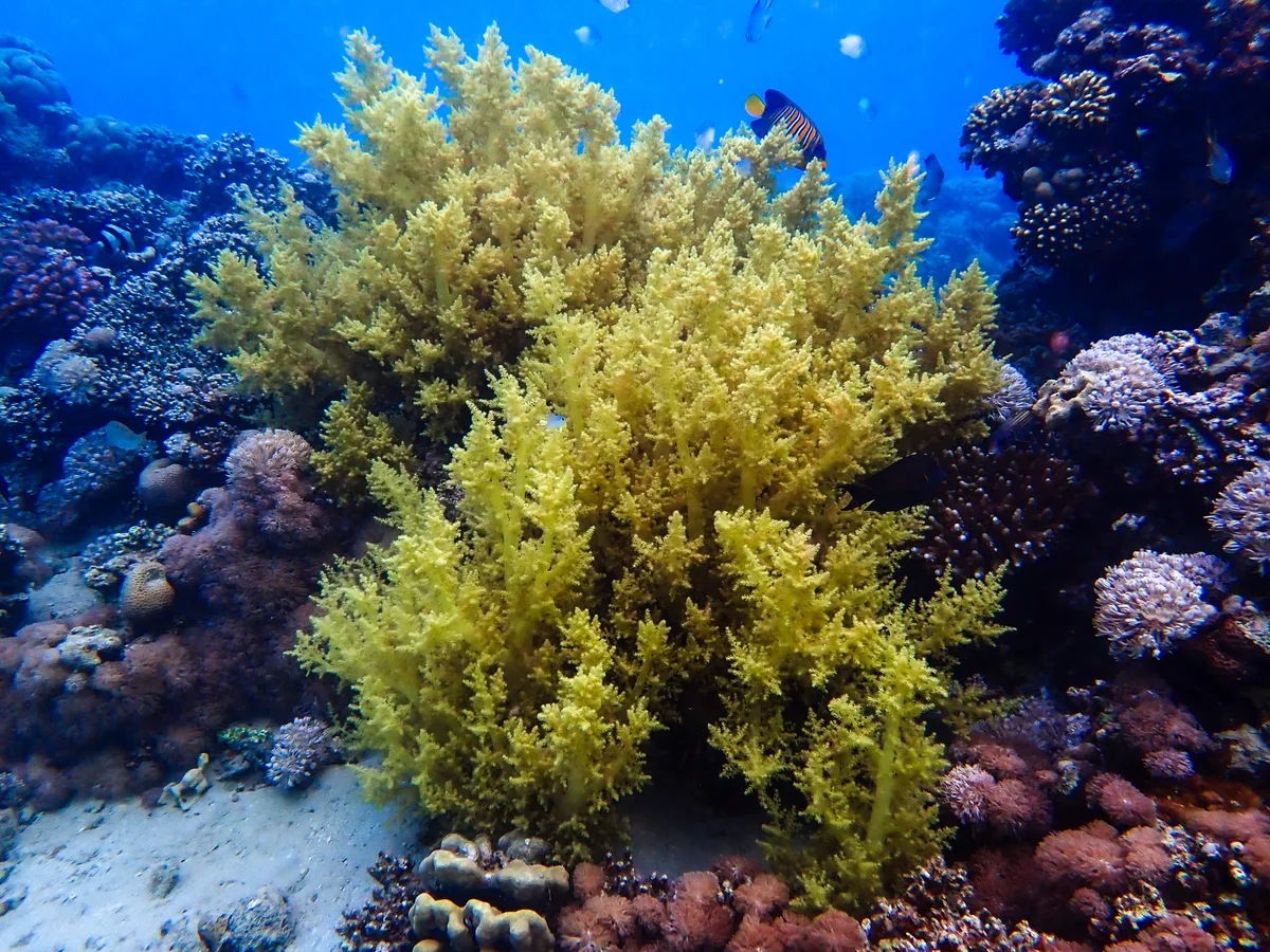 Broccoli Coral