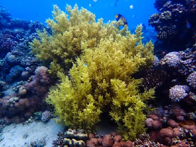 Broccoli Coral