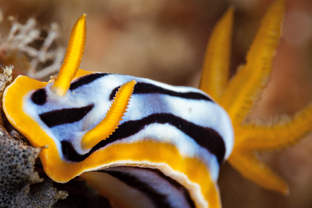 Chromodoris Strigata