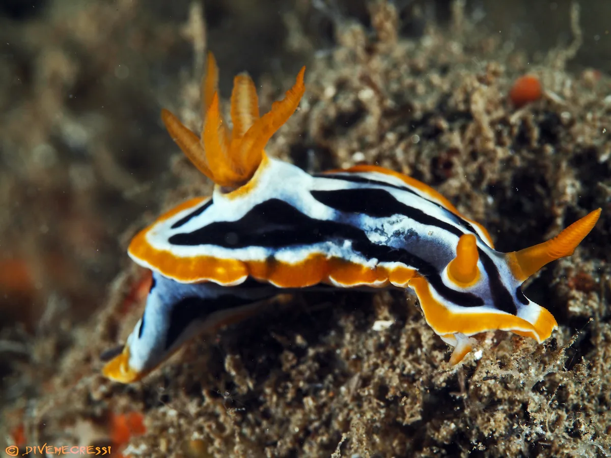 Chromodoris strigata