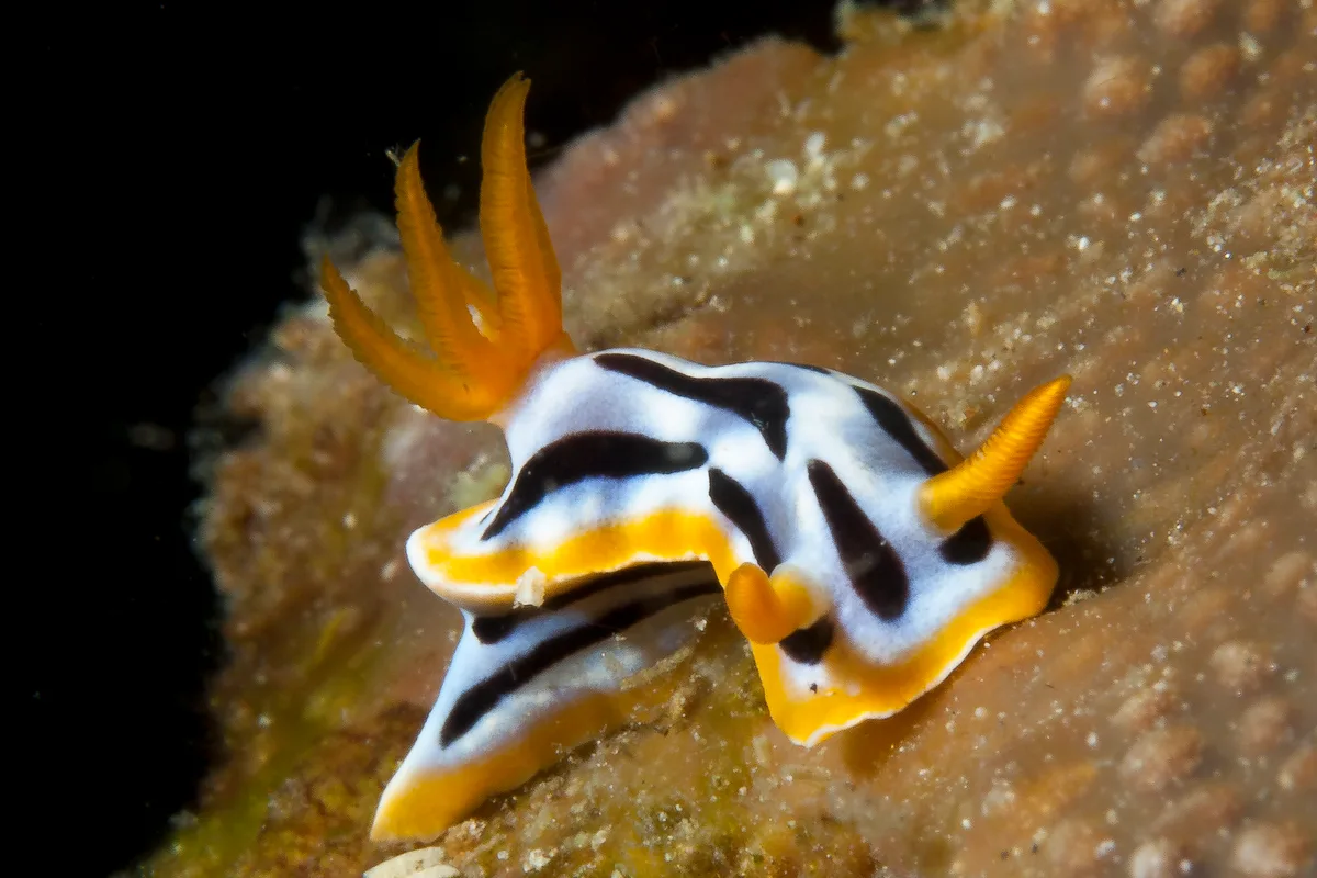 Chromodoris strigata