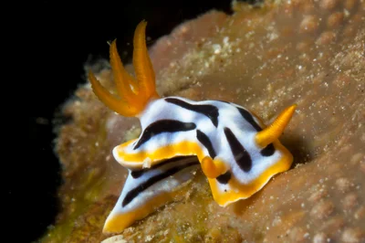 Chromodoris strigata