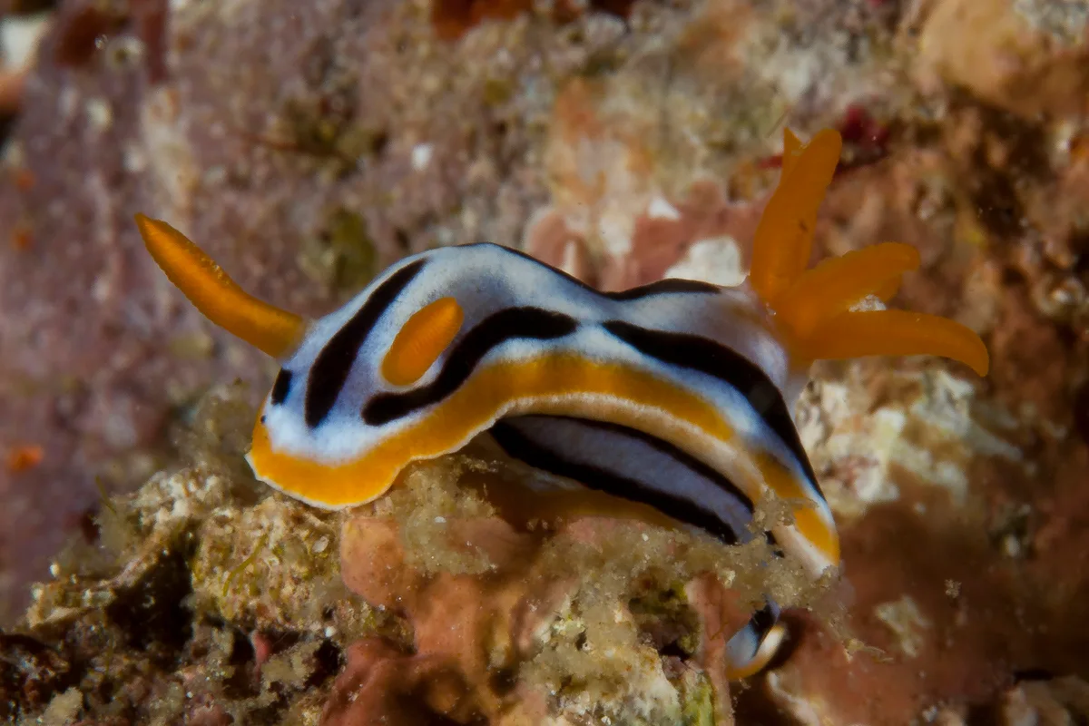 Chromodoris strigata