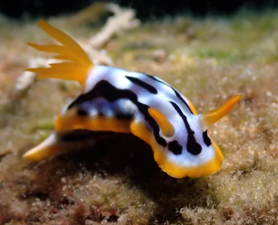 Chromodoris strigata