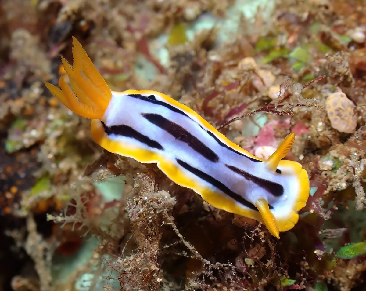 Chromodoris strigata