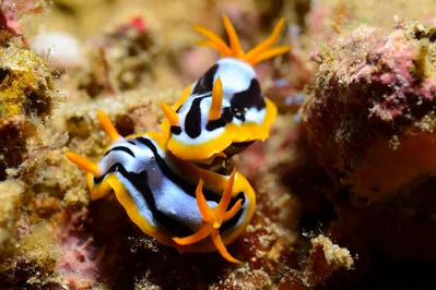 Chromodoris strigata