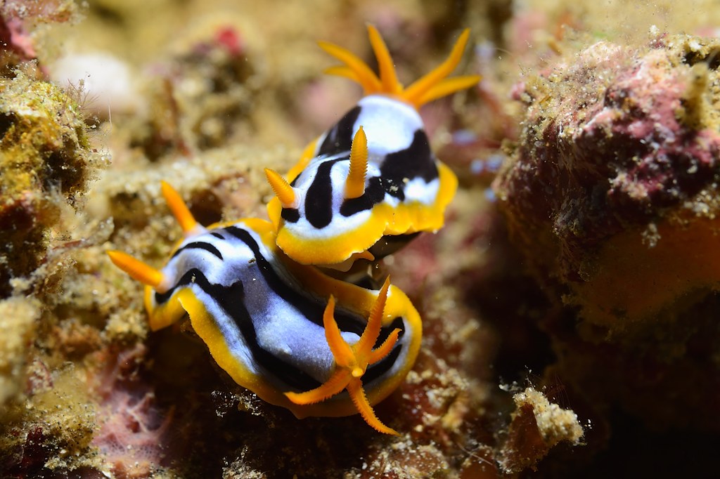 Chromodoris strigata