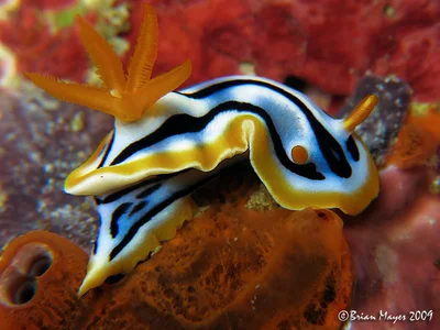 Nudibranch (Chromodoris strigata)