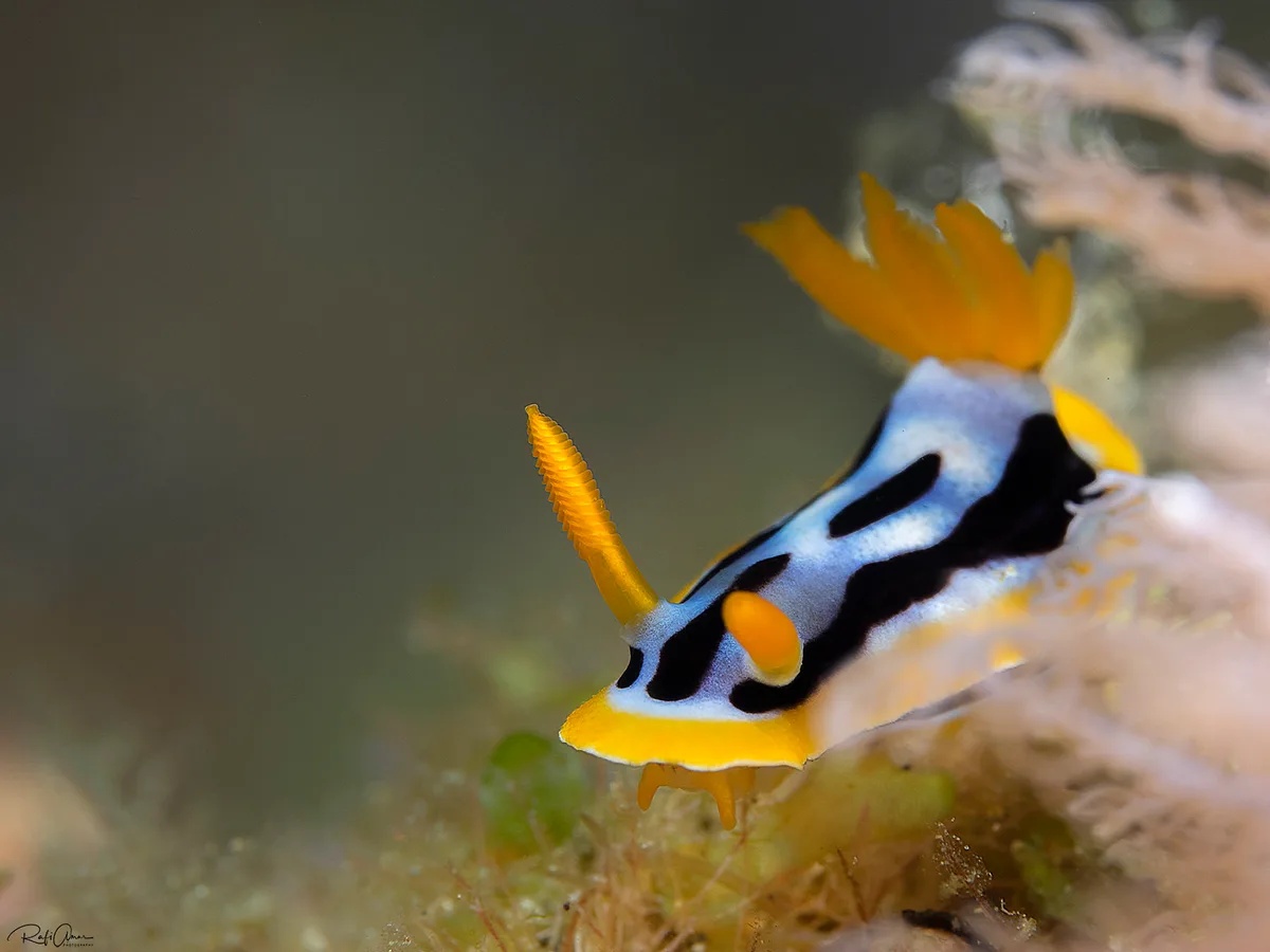 Streaked Chromodoris - Chromodoris strigata