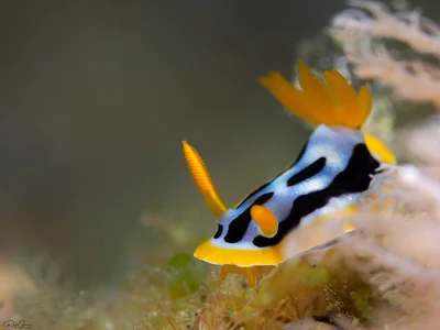 Streaked Chromodoris - Chromodoris strigata