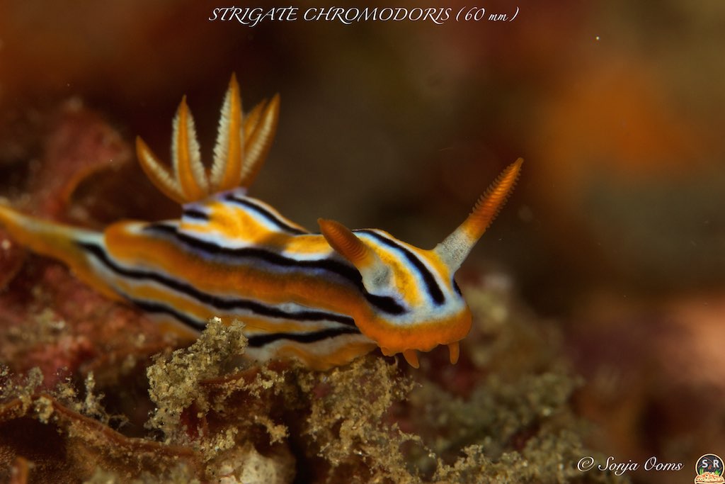 CHROMODORIS STRIGATA (60 mm) (1)