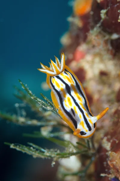Chromodoris cf. strigata 2