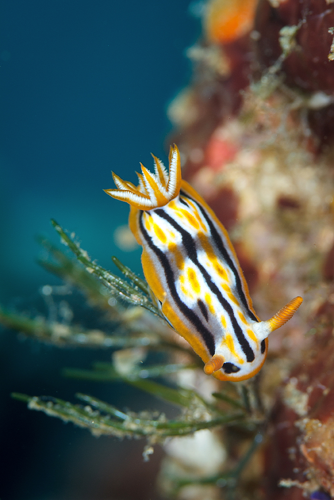 Chromodoris cf. strigata 2