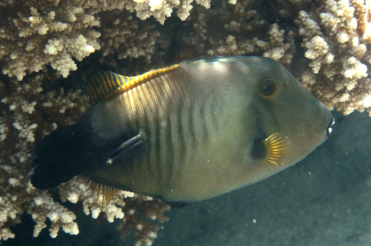 Broom Filefish