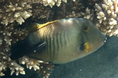 Broom Filefish