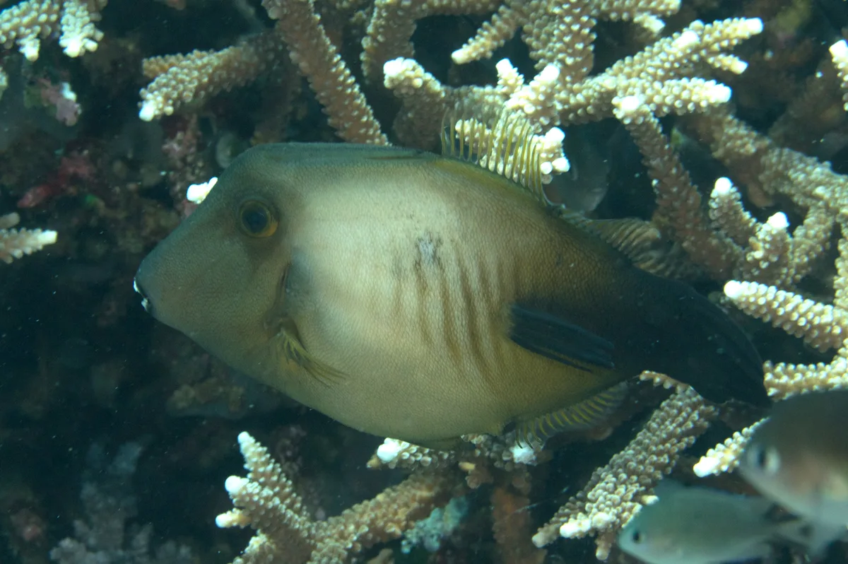Broom Filefish