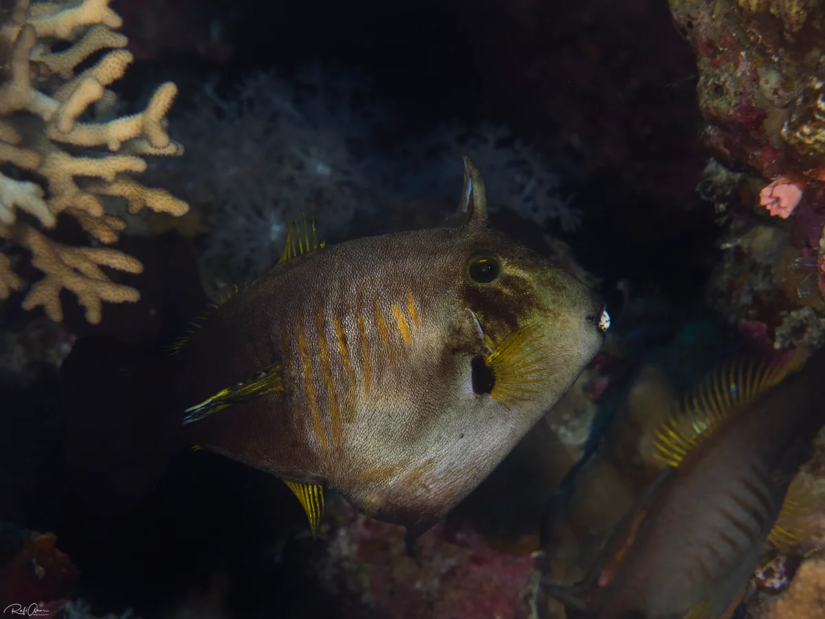 Broom Filefish