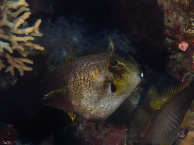 Broom Filefish