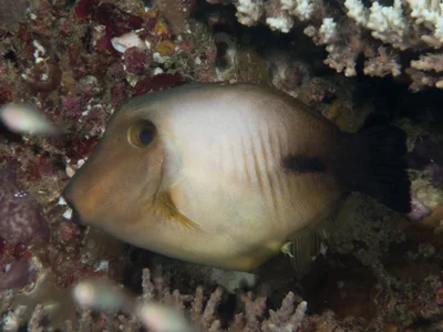 Broom filefish (Amanses scopas)