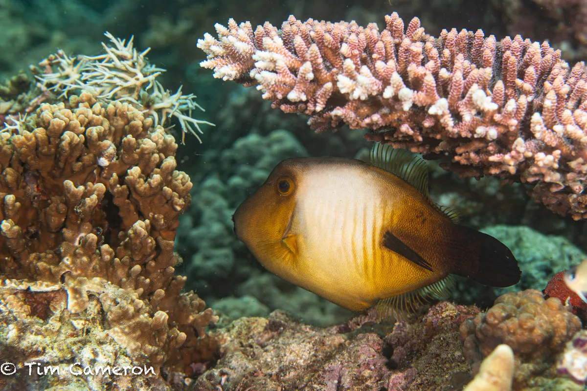 Amanses scopas - Padre Burgos, Southern Leyte, Philippines