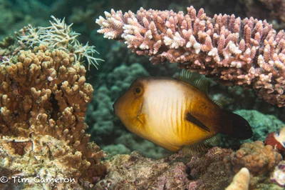 Amanses scopas - Padre Burgos, Southern Leyte, Philippines