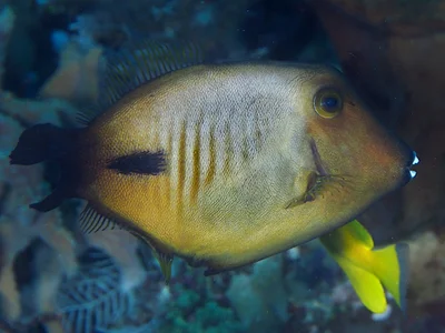 Amanses scopas - Komodo Island, Komodo, West Manggarai Regency, East Nusa Tenggara, Indonesia