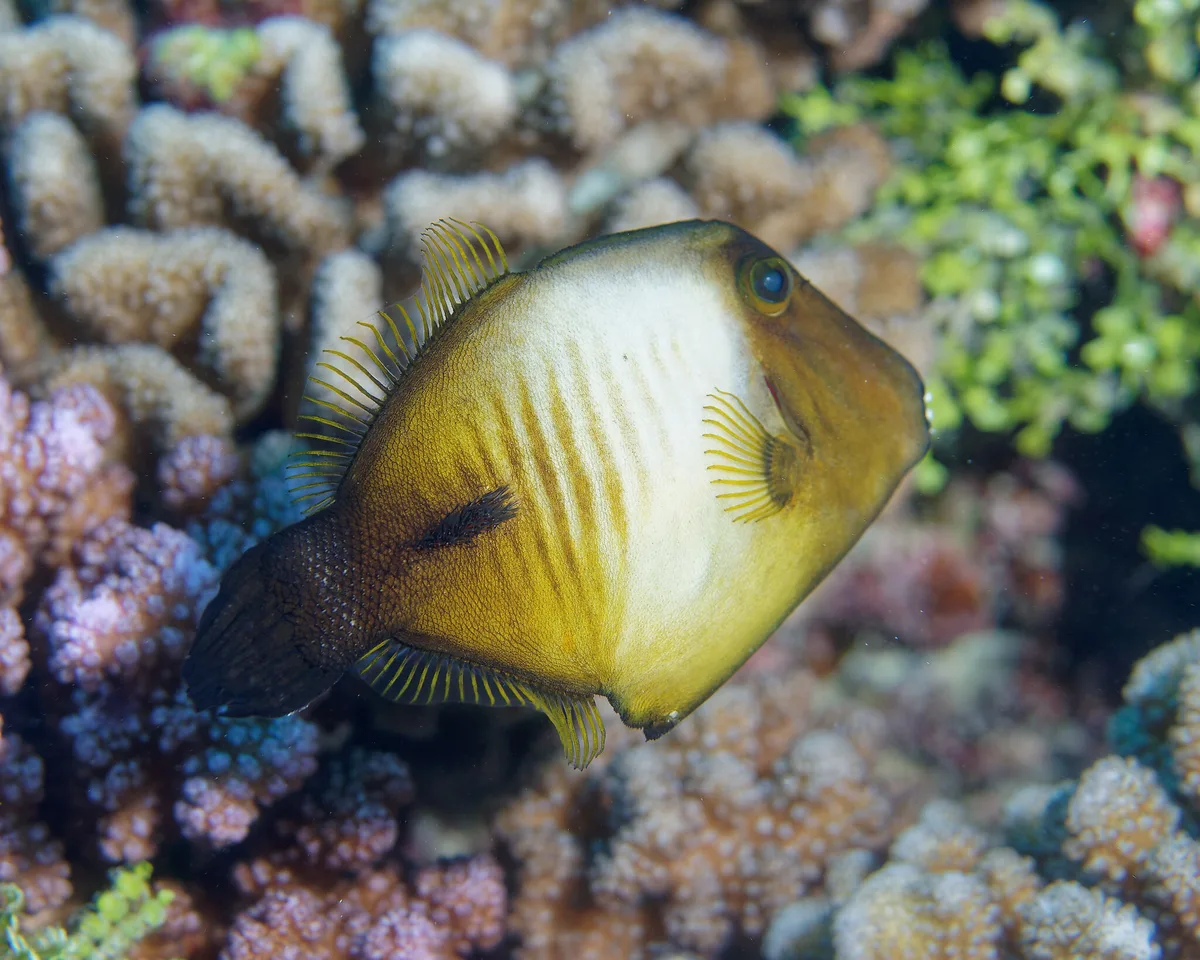 Amanses scopas - Îles Tuamotu-Gambier, French Polynesia