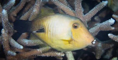 Amanses scopas - Wakatobi Reefs