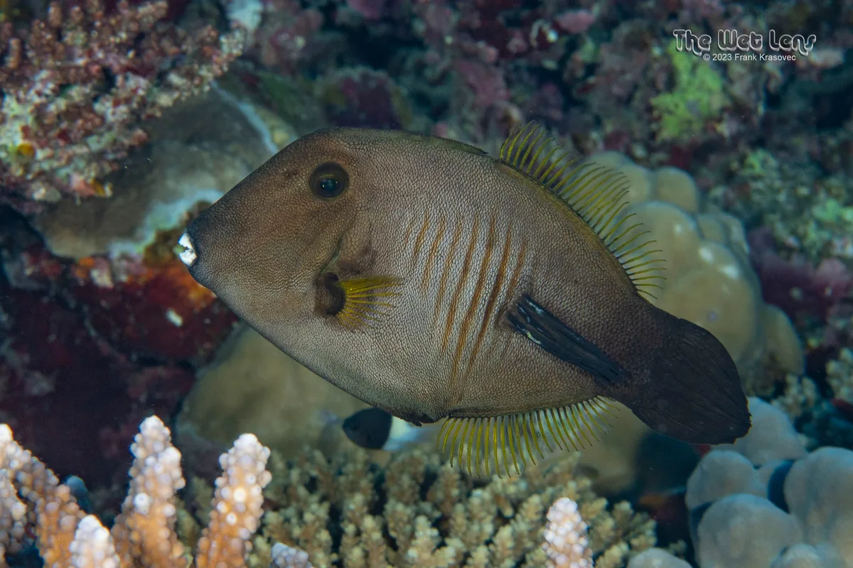 Amanses scopas - Wadi El-Gemal - Hamata