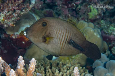 Amanses scopas - Wadi El-Gemal - Hamata