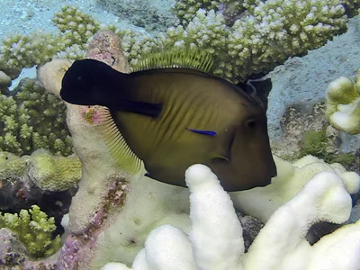 Amanses scopas - Kwajalein Atoll, RMI