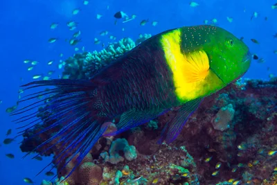 Broom-tail Maori wrasse, terminal phase - Cheilinus lunulatus