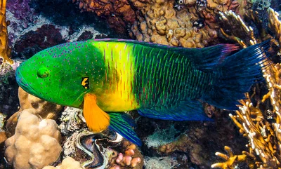 Broom-tail Maori wrasse, terminal phase - Cheilinus lunulatus