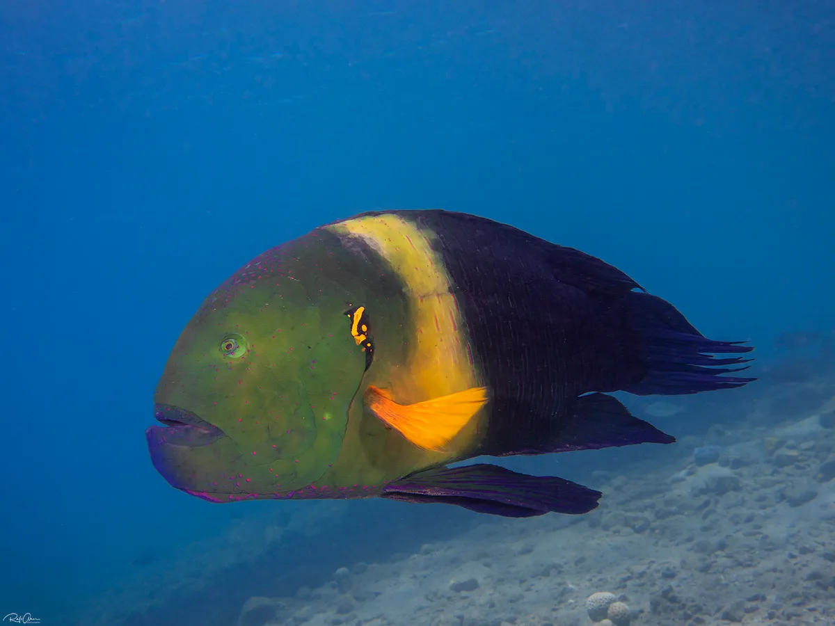 Broomtail Wrasse - Cheilinus lunulatus