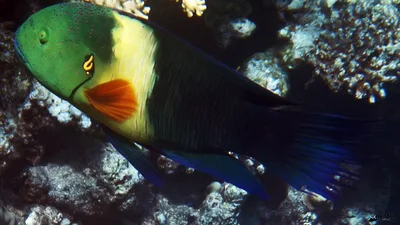 255.Broomtail Wrasse (Cheilinus lunulatus)