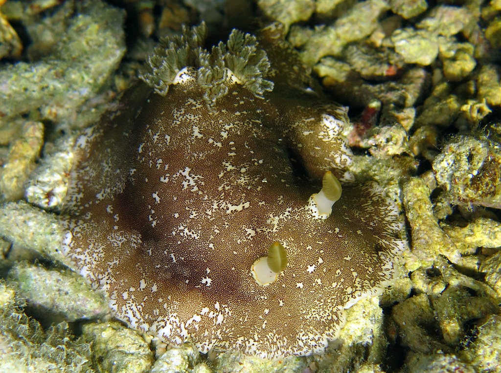 Platydoris scabra