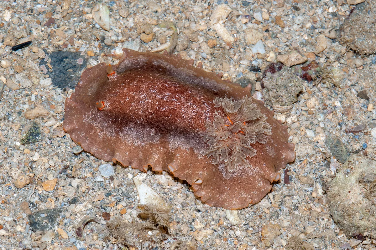 Platydoris scabra