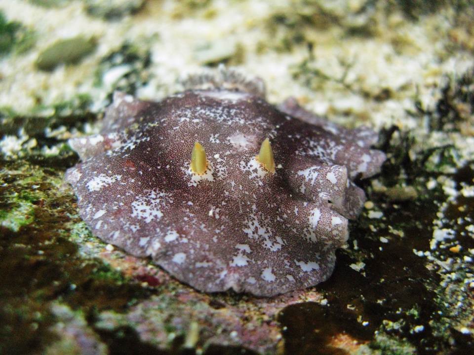 Platydoris scabra