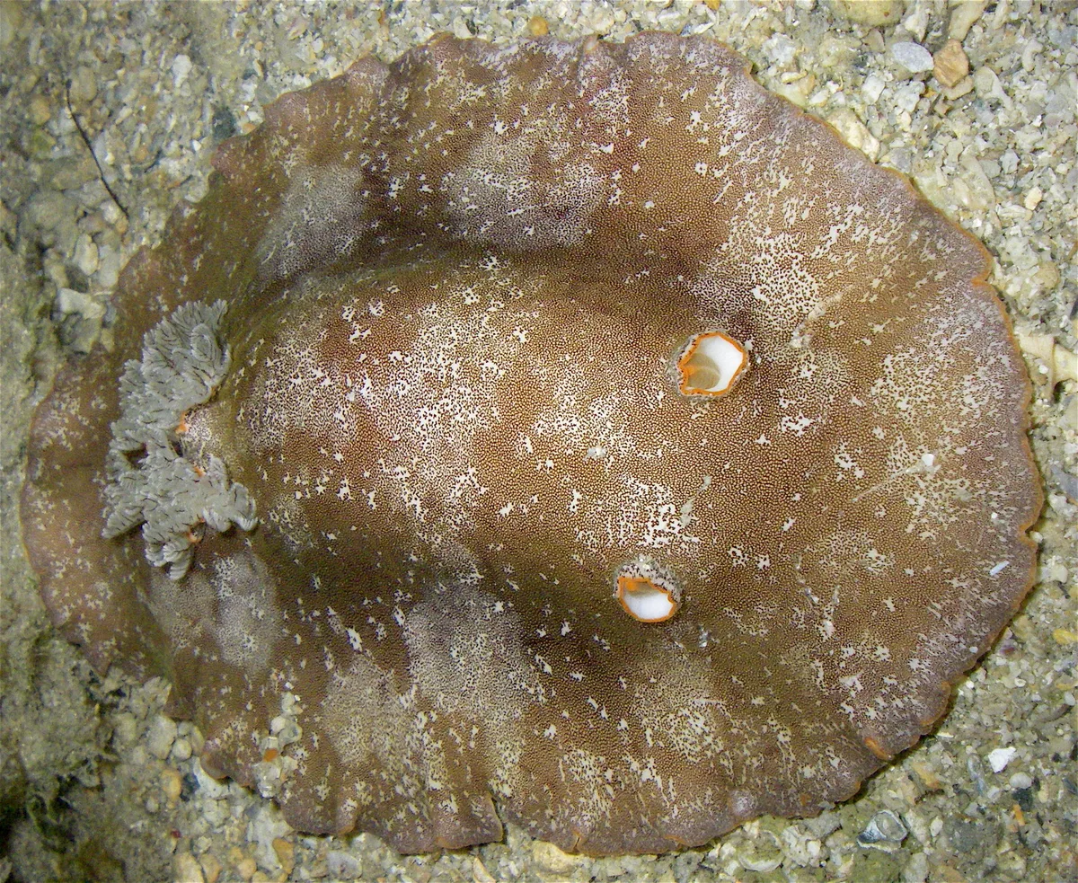 Nudibranch : Platydoris Scabra