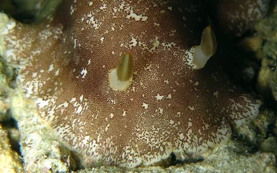 Platydoris scabra, scuba diving in Romblon Island, Philippines