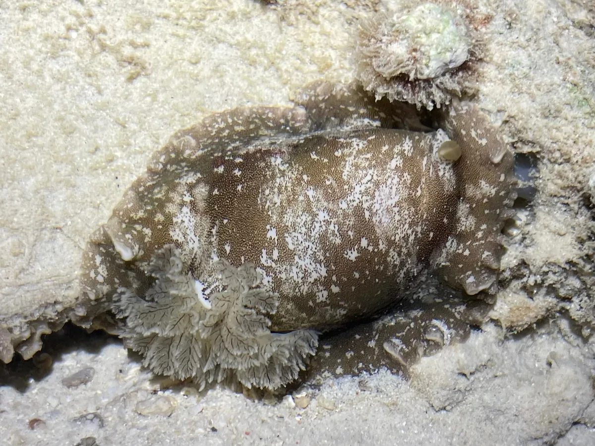 Platydoris scabra - Terengganu, MY