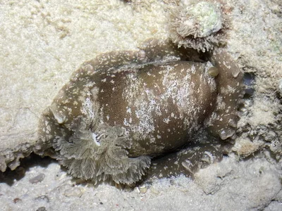Platydoris scabra - Terengganu, MY