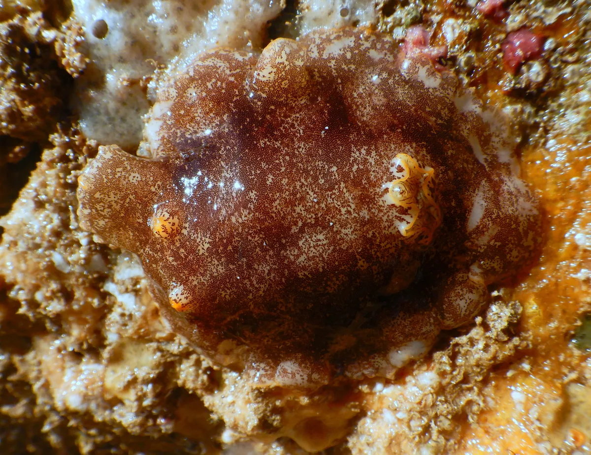Platydoris scabra - Récif Ricaudy