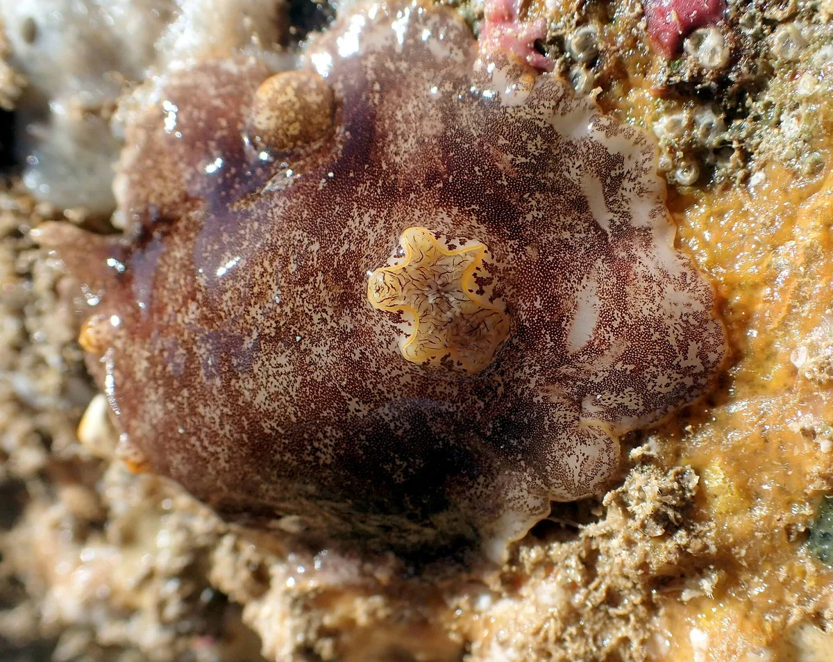 Platydoris scabra - Récif Ricaudy