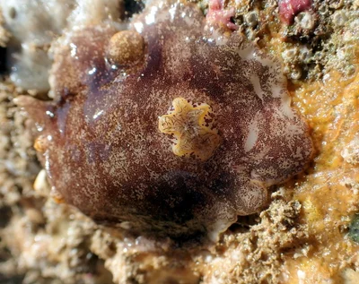 Platydoris scabra - Récif Ricaudy