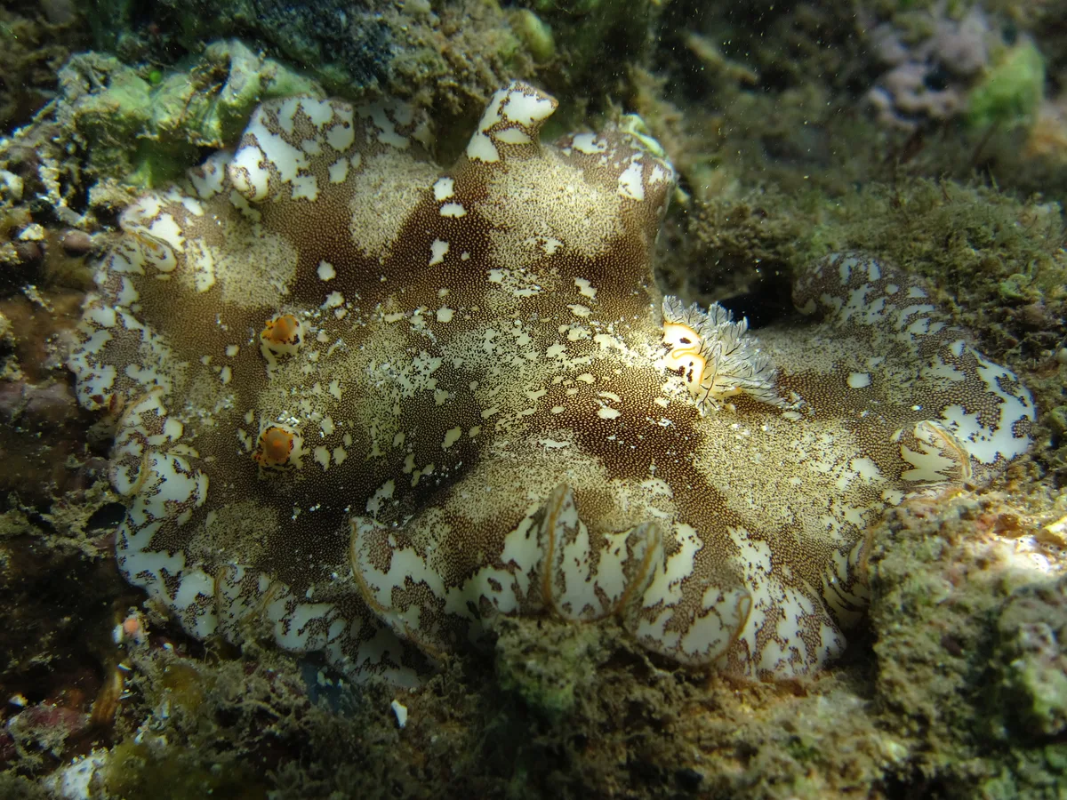 Platydoris scabra