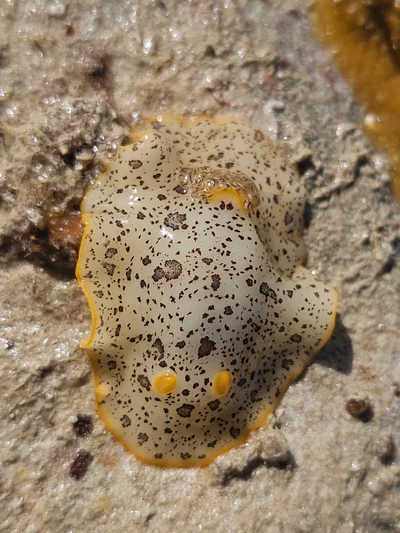Platydoris scabra - sub-adult pattern